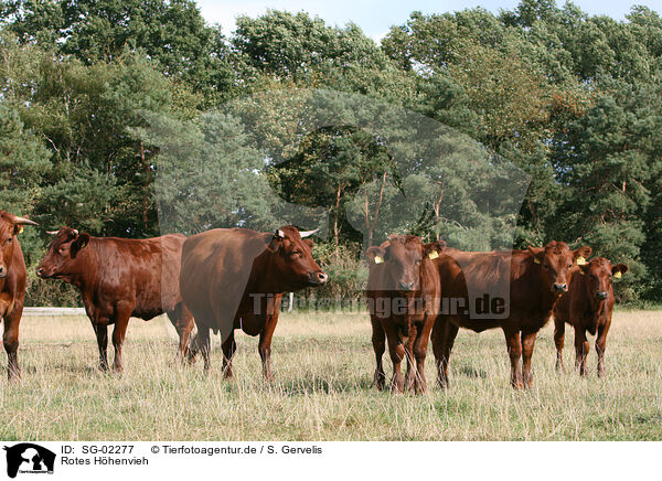 Rotes Hhenvieh / cattles / SG-02277