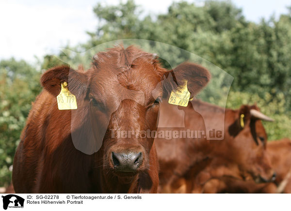 Rotes Hhenvieh Portrait / cattle portrait / SG-02278