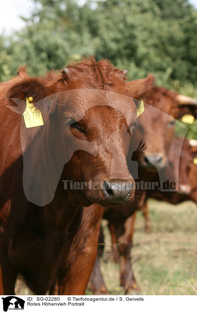 Rotes Hhenvieh Portrait / cattle portrait / SG-02280