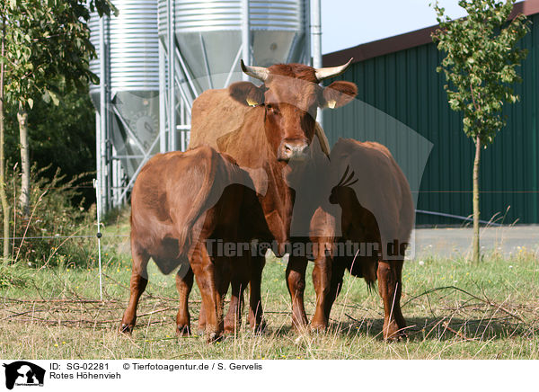 Rotes Hhenvieh / cattles / SG-02281