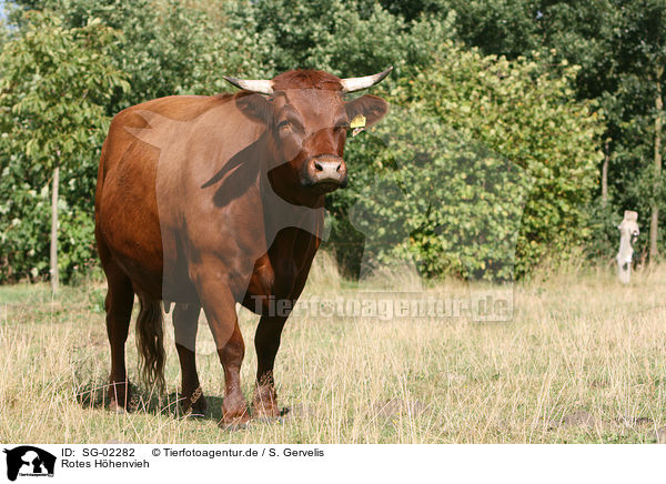 Rotes Hhenvieh / cattle / SG-02282