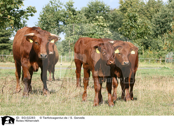 Rotes Hhenvieh / cattles / SG-02283