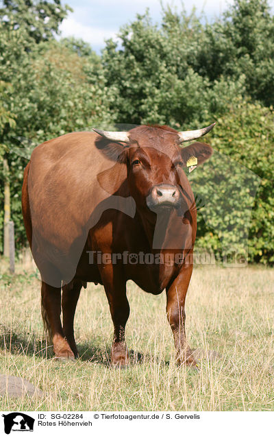 Rotes Hhenvieh / cattle / SG-02284