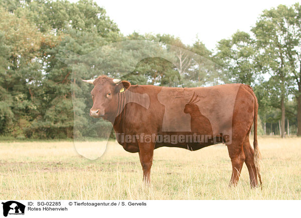 Rotes Hhenvieh / cattle / SG-02285