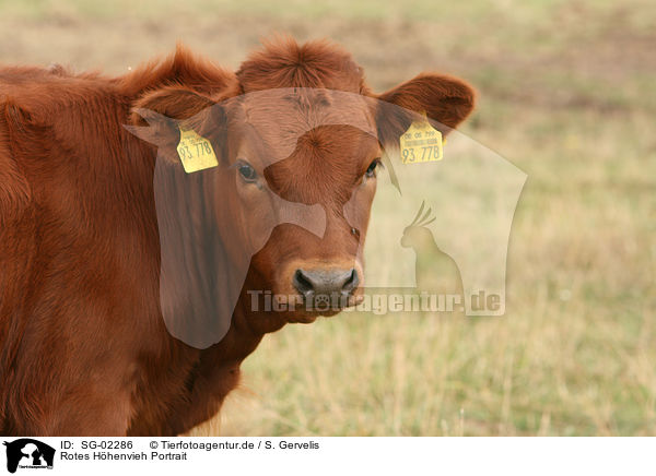Rotes Hhenvieh Portrait / cattle portrait / SG-02286
