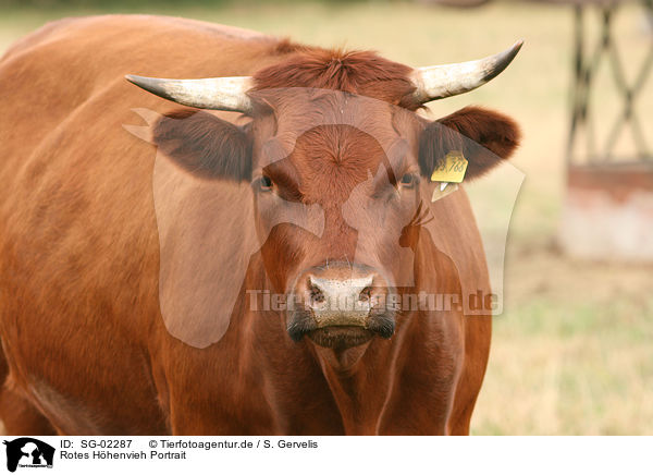 Rotes Hhenvieh Portrait / SG-02287