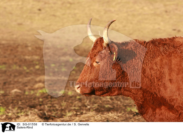 Salers-Rind / cattle / SG-01558