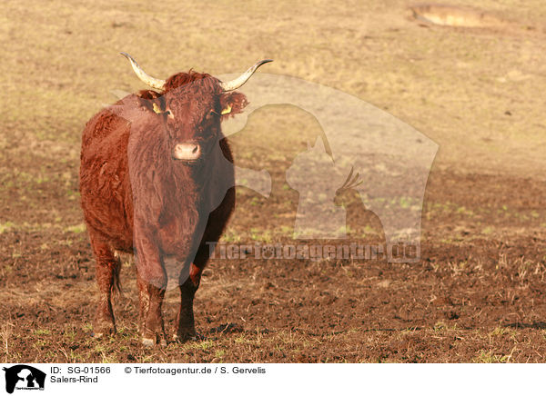 Salers-Rind / SG-01566