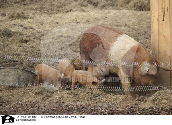 Sattelschweine / saddlebacks / WJP-01400