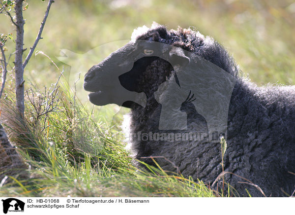 schwarzkpfiges Schaf / sheep / HB-01068