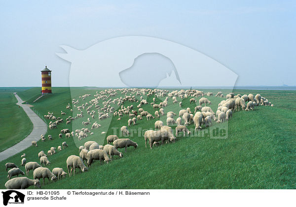 grasende Schafe / grazing sheeps / HB-01095