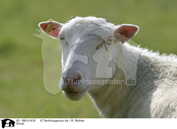 Schaf / Sheep Portrait / RR-01835