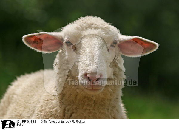 Schaf / Sheep Portrait / RR-01881