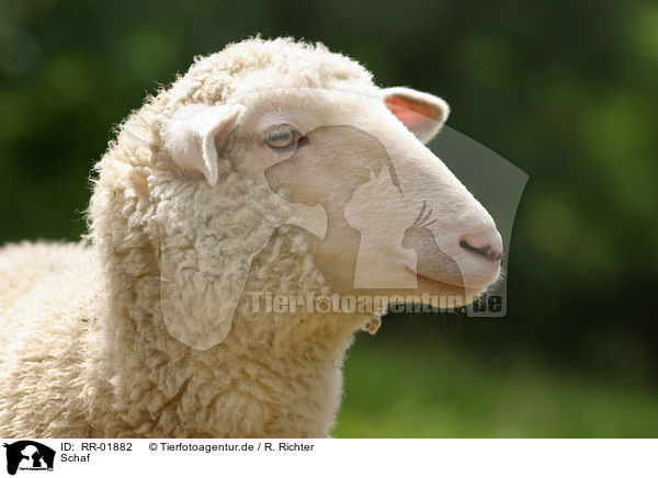 Schaf / Sheep Portrait / RR-01882