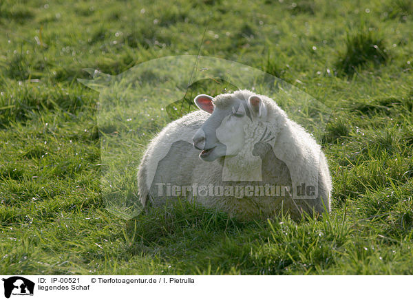 liegendes Schaf / lying sheeps / IP-00521