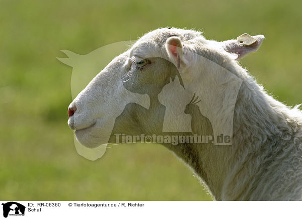 Schaf / sheep / RR-06360