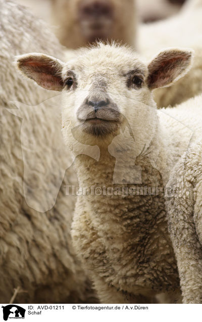 Schaf / sheep / AVD-01211