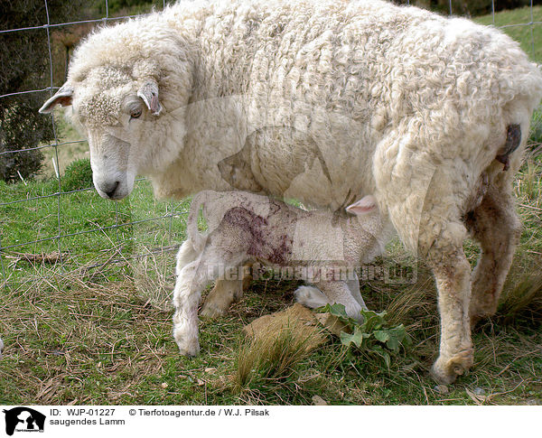 saugendes Lamm / sucking lamb / WJP-01227