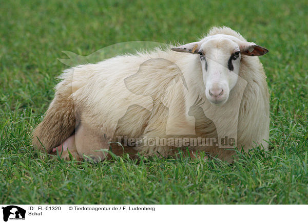 Schaf / sheep / FL-01320