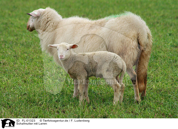 Schafmutter mit Lamm / sheeps / FL-01323