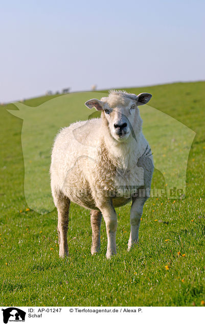 Schaf / sheep / AP-01247