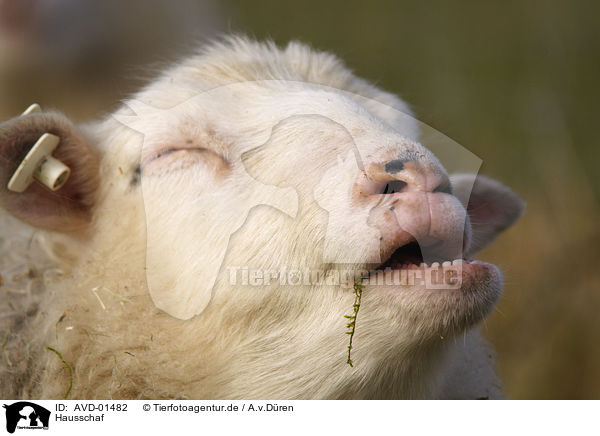 Hausschaf / sheep / AVD-01482