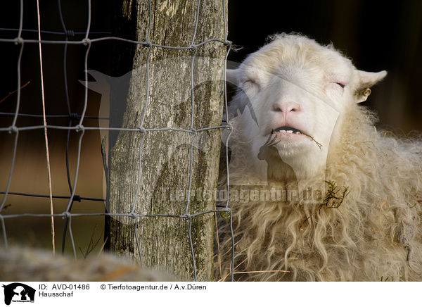 Hausschaf / sheep / AVD-01486