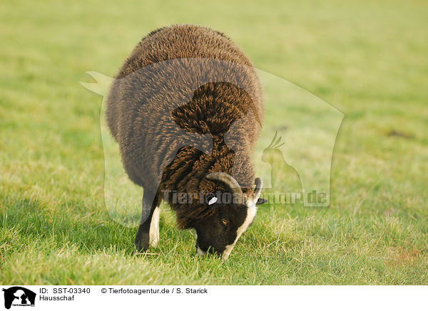 Hausschaf / sheep / SST-03340