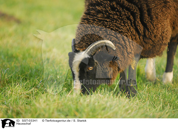 Hausschaf / sheep / SST-03341