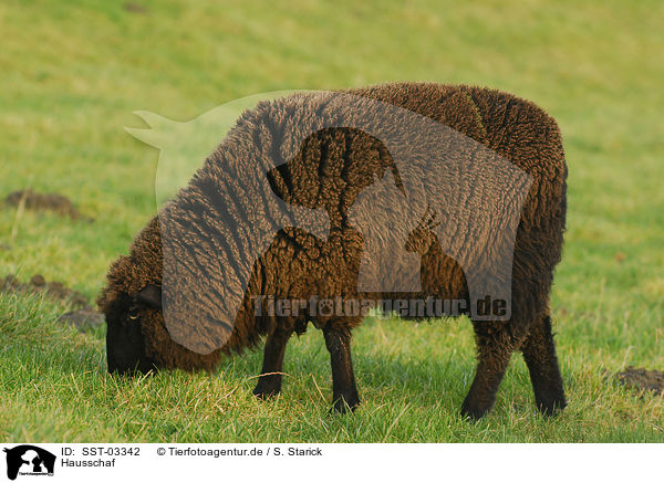 Hausschaf / sheep / SST-03342