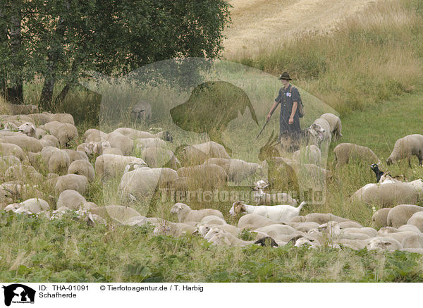 Schafherde / herd of sheeps / THA-01091