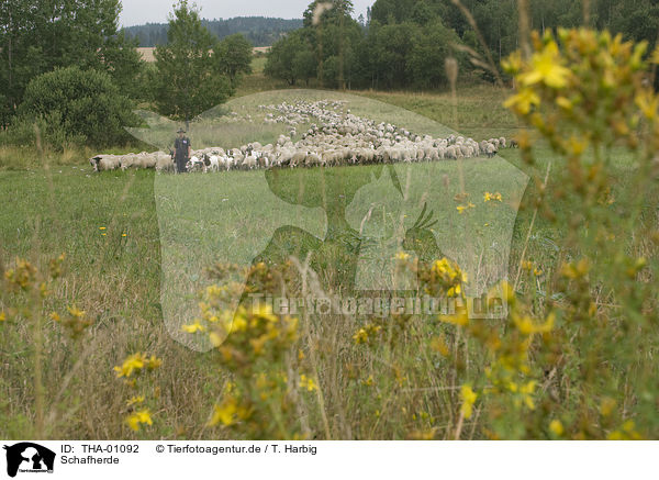Schafherde / herd of sheeps / THA-01092