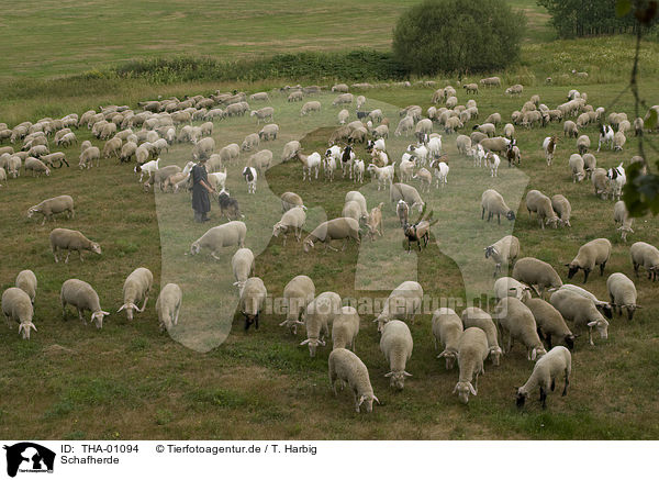 Schafherde / herd of sheeps / THA-01094