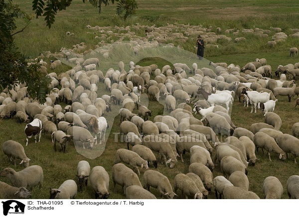 Schafherde / herd of sheeps / THA-01095