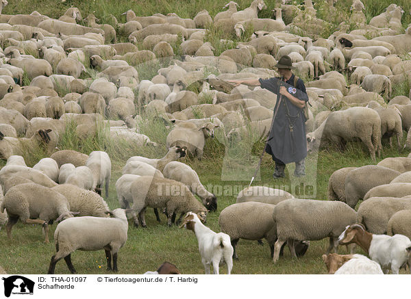 Schafherde / herd of sheeps / THA-01097