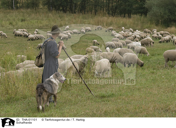 Schafherde / herd of sheeps / THA-01101