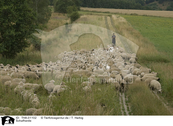 Schafherde / herd of sheeps / THA-01102