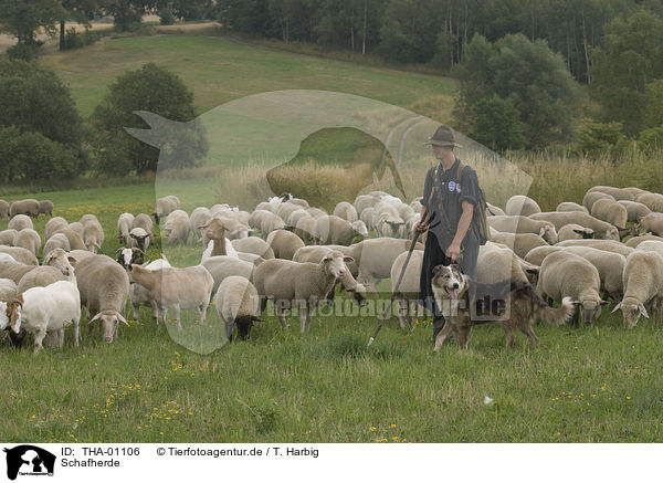 Schafherde / herd of sheeps / THA-01106