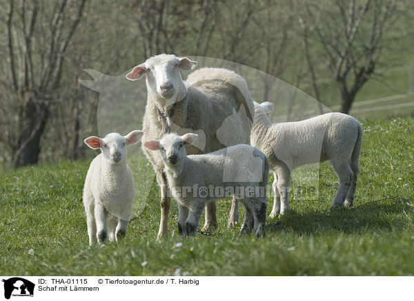 Schaf mit Lmmern / sheep with lambs / THA-01115