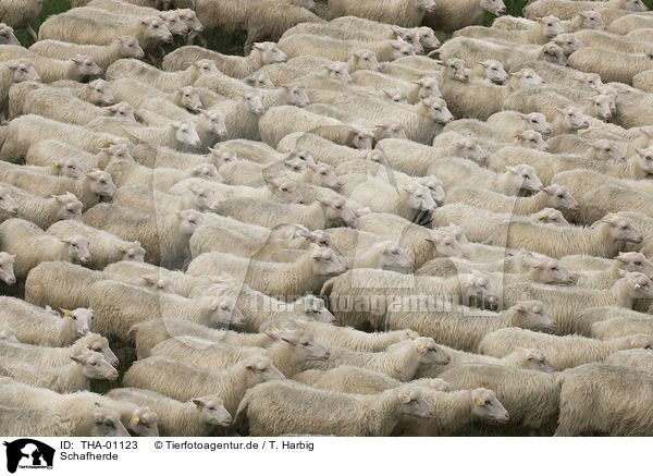 Schafherde / herd of sheeps / THA-01123