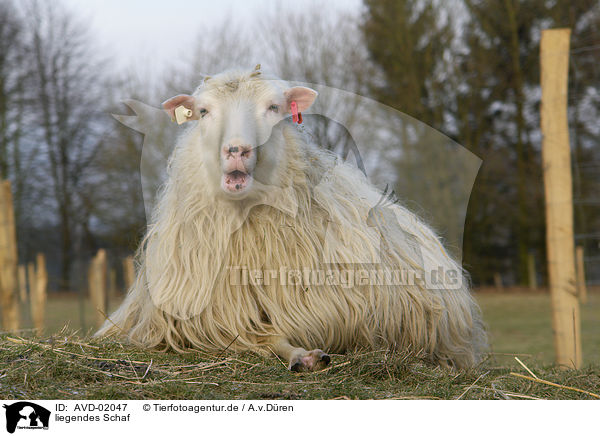 liegendes Schaf / lying sheep / AVD-02047