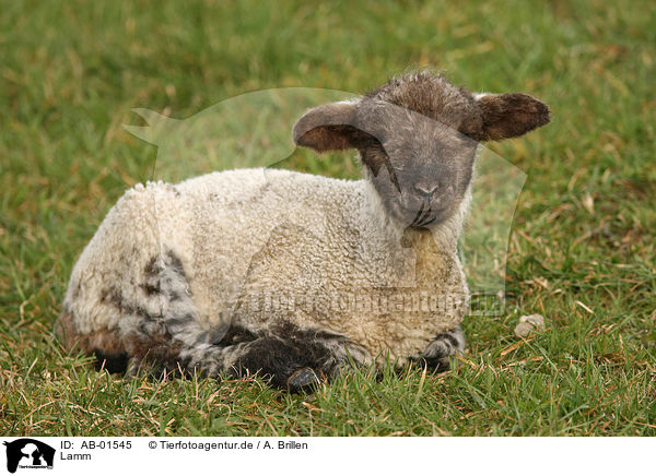 Lamm / lamb / AB-01545