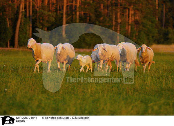 Schafe / sheeps / DMS-01547