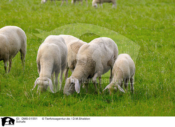 Schafe / sheeps / DMS-01551