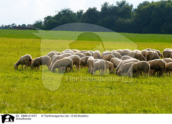 Schafherde / herd of sheeps / DMS-01557