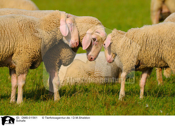 Schafe / sheeps / DMS-01561