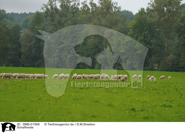 Schafherde / herd of sheeps / DMS-01566