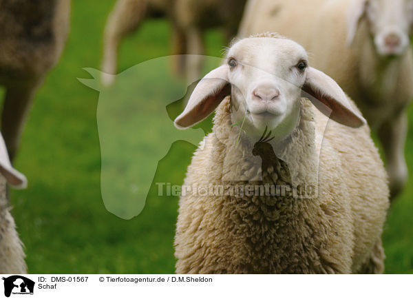 Schaf / sheep / DMS-01567