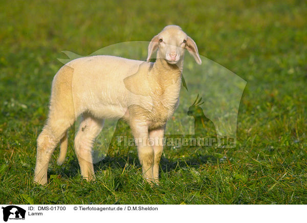 Lamm / lamb / DMS-01700