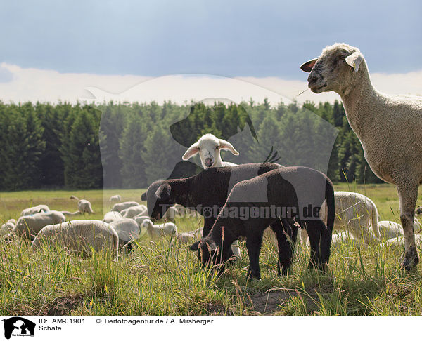 Schafe / sheeps / AM-01901